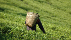 The trial could reach more than 10,000 Malawian tea farmers and if successful, could benefit 1.5 billion families that depend on small-scale farming across the globe
